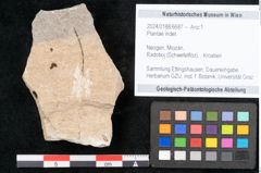 Foto (Objekt + Etikett) von Plantae indet.  (NHMW-GEO-2024-0188-6687)